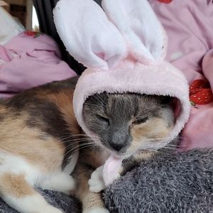 Meet your Posher, Kitty